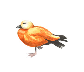 Watercolor illustration - sketch of a red duck standing on one leg.