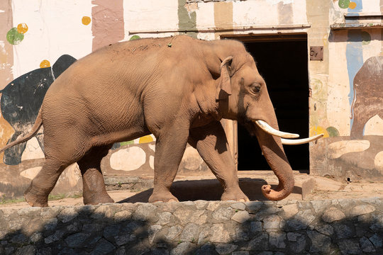 Red elephant walks in the zoo. An adult brown elephant walks along the road.