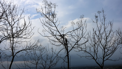 tree in winter