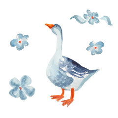 Poultry bird - goose. Isolated on white. Watercolor cartoon illustration.