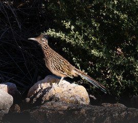 Roadrunner poised on a rock