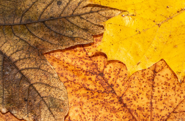 Naklejka na ściany i meble Fallen Dead Autumn Leaves for Background Border