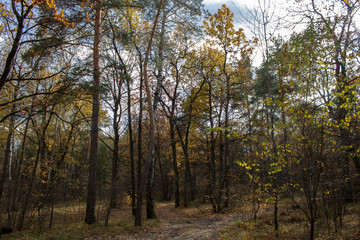 Autumn forest with oak birch pine trees on a quiet evening in the rays of the setting sun