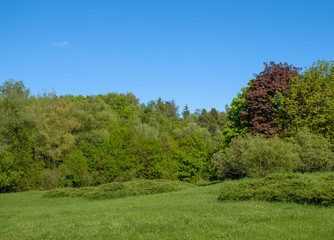 Green trees and bushes in a field, summer time