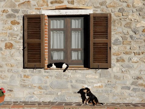 Gatti liberi, gatti di strada cani in campagna gatto tigrato