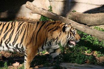 tiger walking with his tongue out