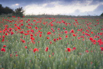 Fototapeta na wymiar Field of Poppies near Poundbury Dorchester