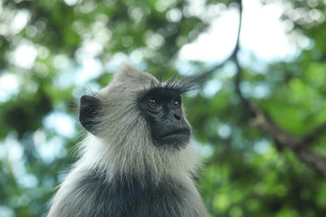 Gray Langur Indian Hanuman Specie of Monkey With Bokeh Background