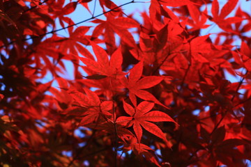 red leaves texture
