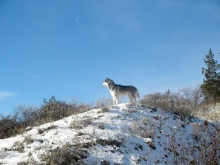Fototapeta na wymiar Siberian Husky stands on a snowy hill against the blue sky. Winter landscape