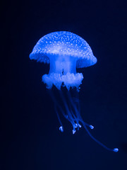 jellyfish swims in the Atlantic ocean