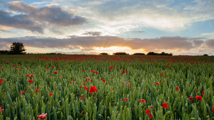 Field of Poppies near Dorchester
