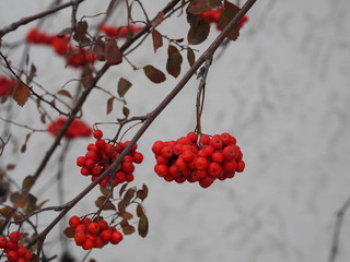 rowan brushes on a white background in the garden