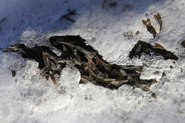 ice and snow