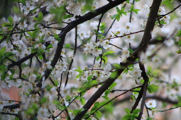 branch of a tree in spring
