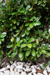 Hedge over white stones in a backyard