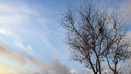 Fototapeta na wymiar dry tree trunks against a beautiful sky background