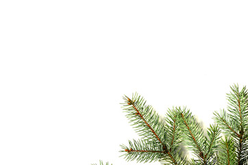 Close-up branch of pine tree isolated on white background, new year photo 