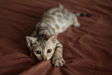 Close-up of female silver spotted tabby bengal kitten with yellow eyes.