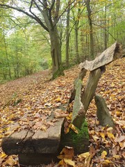 bench alone in the forest