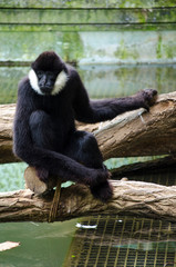 Black gibbon or Hylobates lar laying down and resting on a tree  trunk near a river or little lake