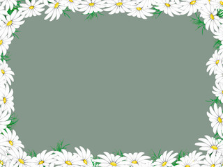 Frame of white daisies flowers on a gray background.