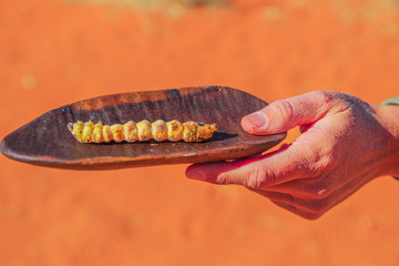 Hand of woman holds on a bush tucker food with a Witchetty grubs grilled, a wood-eating larvae that...