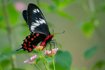 Red-bodied Swallowtail at Masinagudi Karnataka India