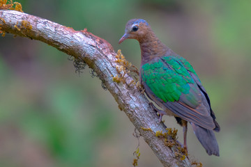 Emerald Dove at Dandeli Karnataka India