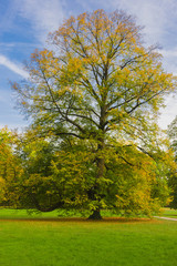 Colorful and vivid autumn colors and bright blue sky in the park