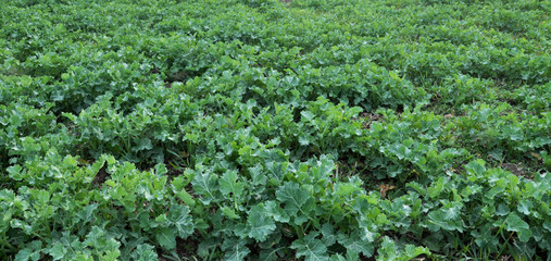 Spring field with winter rape
