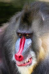 Mandrill Primate at Singapore Zoo