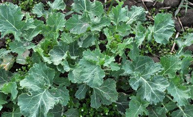 Spring field with winter rape