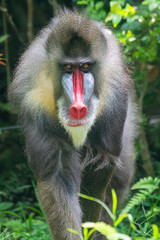 Obraz premium Mandrill Primate at Singapore Zoo