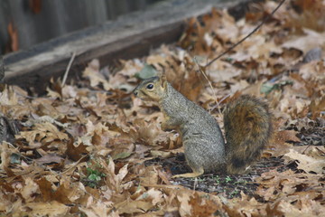 squirrel posing
