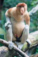 Naklejka premium Proboscis Monkey at Singapore Zoo