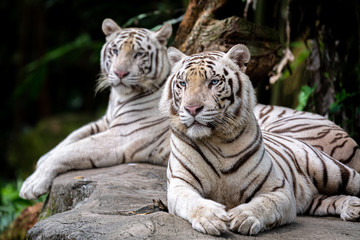 Fototapeta na wymiar White Tiger at Singapore Zoo