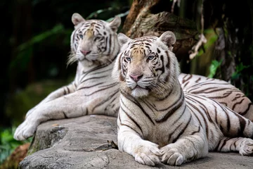 Fototapeten Weißer Tiger im Zoo von Singapur © Ram T M
