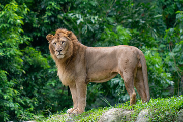 Lion at Singapore Zoo