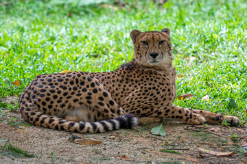 Cheetah at Singapore Zoo