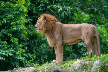 Fototapeta premium Lion at Singapore Zoo