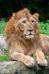 Obraz na płótnie Canvas Lion at Singapore Zoo