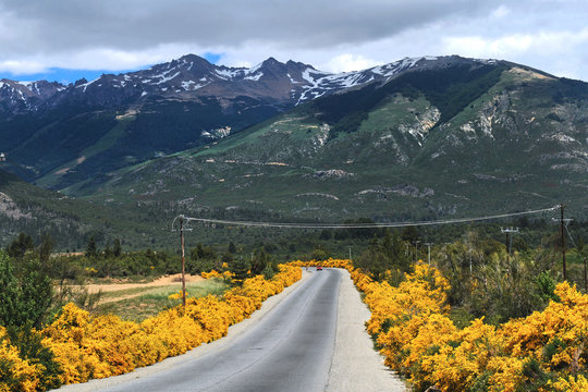 Landstra&szlig;e mit Ginster bei Bariloche, Provinz Rio Negro, Patagonien/ Argentinien