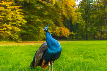 Obraz premium Peacocks walking in the park in Graz, Styria region, Austria
