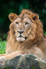 Lion at Singapore Zoo