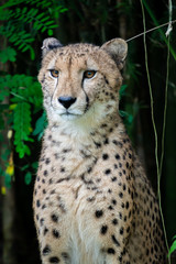 Cheetah at Singapore Zoo