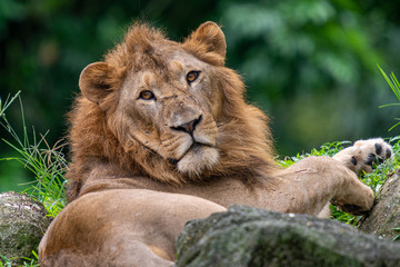 Lion at Singapore Zoo