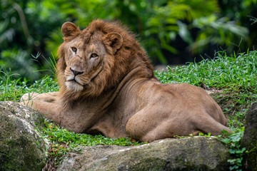 Lion at Singapore Zoo