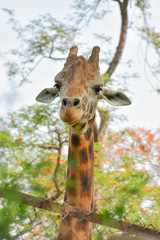 giraffe in zoo
