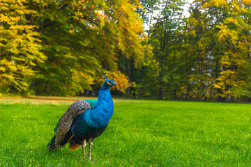 Fototapeta premium Peacocks walking in the park in Graz, Styria region, Austria